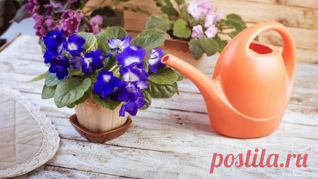 СПОСОБЫ ПОЛИВА ФИАЛОК | Журнал 