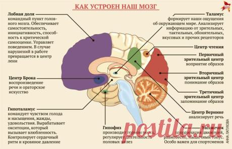 7 привычек, которые помогут предотвратить инсульт // KP.RU
