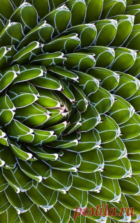 Foliage, leaves, ferns, greenery, undergrowth, overgrown, botanical,