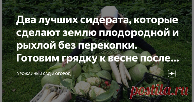 Два лучших сидерата, которые сделают землю плодородной и рыхлой без перекопки. Готовим грядку к весне после сбора урожая Какие сидераты сеять на грядку осенью после сбора урожая
Восстановление плодородия одна из главных тем у садоводов и огородников. И это не удивительно, ведь на сколько богатая почва микроэлементами и органическими, питательными веществами, на столько на вашем участке богатый урожай вы получите.
Конечно, этот вопрос можно решить закупив плодородный грунт,...
