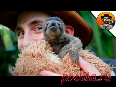 САМЫЙ МИЛЫЙ ЛЕНИВЕЦ, КОТОРОГО Я ТОЛЬКО ВИДЕЛ