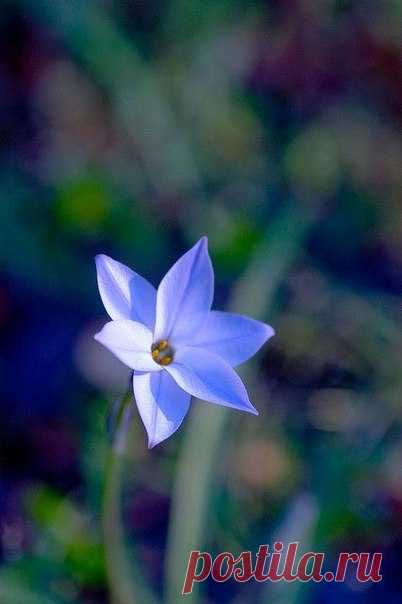 Самая высокая Мысль - всегда та мысль, которая содержит радость. Самые ясные Слова - те, что содержат истину. Самое великое Чувство - то, которое вы называете Любовью. / Слабый пол!