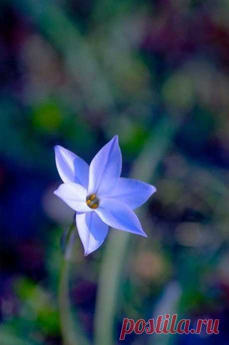 Самая высокая Мысль - всегда та мысль, которая содержит радость. Самые ясные Слова - те, что содержат истину. Самое великое Чувство - то, которое вы называете Любовью. / Слабый пол!