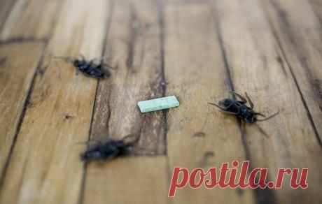 Скрытые возможности обычной жвачки / Домоседы