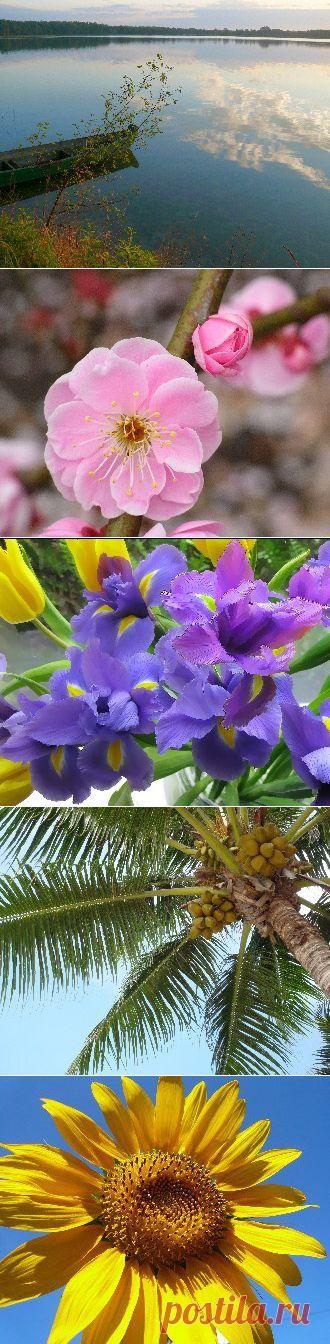 Бесплатные обои для рабочего стола с цветами: июнь 2014