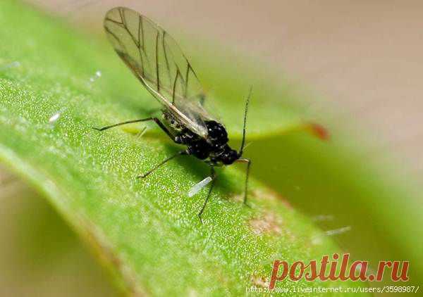 как избавиться от цветочной мошки