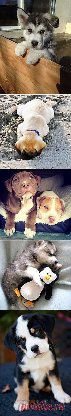 maximum cute