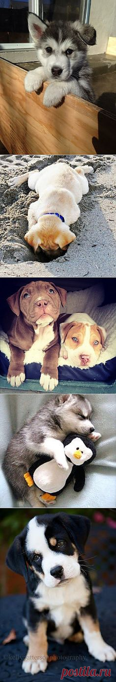 maximum cute