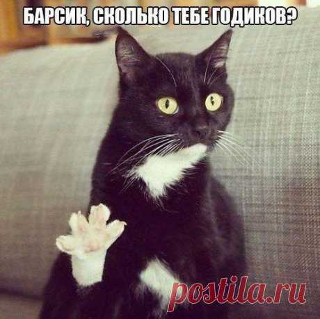 Emotional cats
