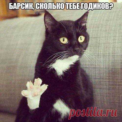 Emotional cats