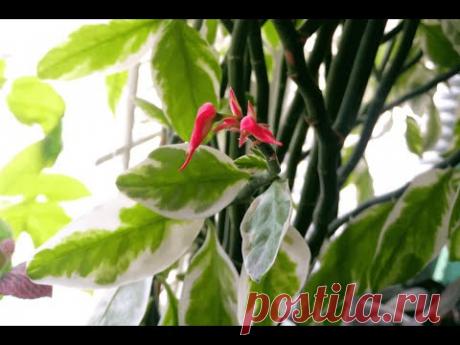 Педилантус, молочай титималоидный. Обрезка (Euphorbia tithymaloides. Pruning)