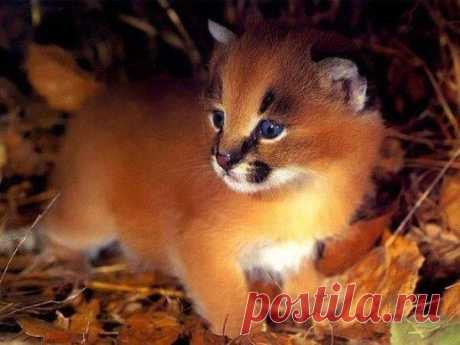 Котенок пумы.