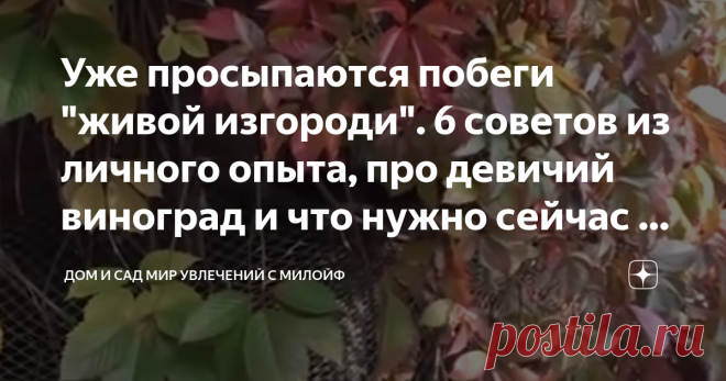 Уже просыпаются побеги 