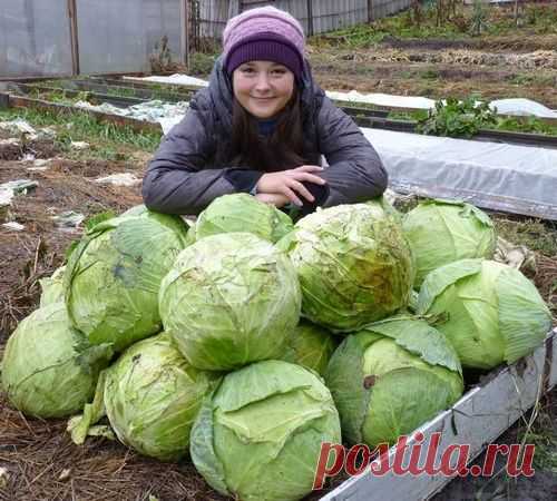 Проверено практикой - капуста на дёрне