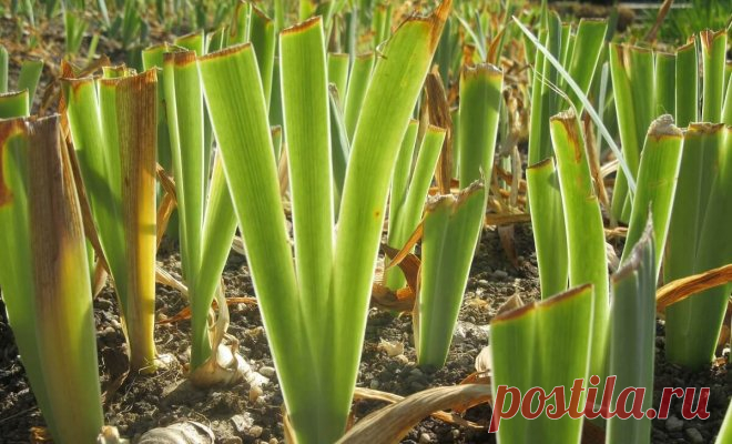 Уход за ирисами осенью, или Как подготовить ирисы к предстоящей зиме