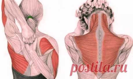 Упражнения для шеи: быстро освобождают от зажимов и нормализуют давление Упражнения для шеи: Освобождают от зажимов и нормализуют давление Следующие упражнения предназначены для расслабления напряжённых мышц шеи и все вместе должны занимать 4–5 минут в день. Эти 5 упражнений предназначены для расслабления напряжённых мышц шеи и все вместе должны занимать 4–5 минут в...