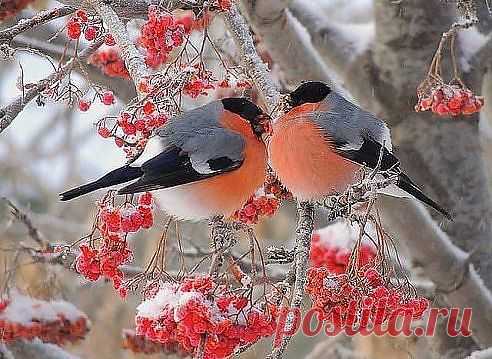 (93) Одноклассники