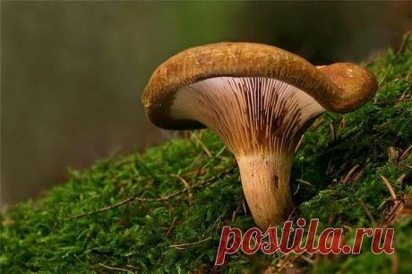 Гриб коровник: съедобен или опасен | Азбука огородника | Яндекс Дзен