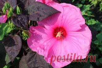 ГИБИСКУСЫ СОРТОВЫЕ - № 1- м ROYAL GEM