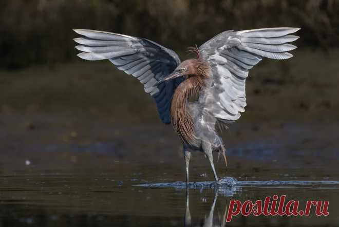 Reddish Egret On my second day I found this individual dancing back in forth in the channel nabbing prey. He stopped briefly holding this cool pose. Hoping to return in maybe two weeks. Undecided though.