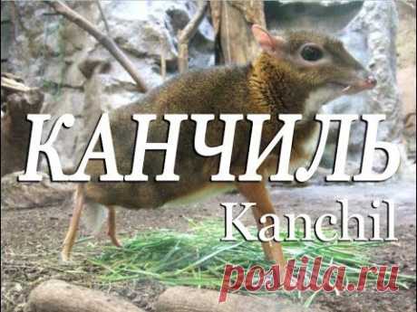 Канчиль — Kanchil - YouTube