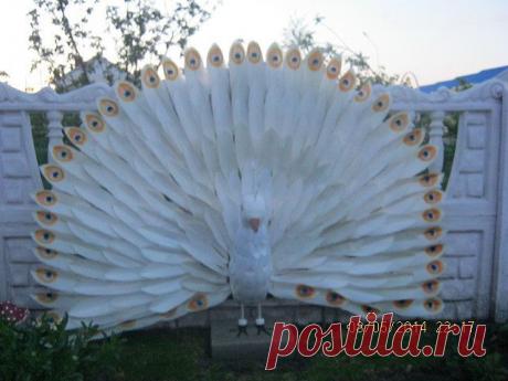 Вторая жизнь пластиковой бутылки
Nadezda Kohanova