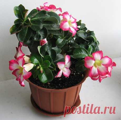 КЛАССИФИКАЦИЯ И СОРТА АДЕНИУМОВ ЧАСТЬ ВТОРАЯ