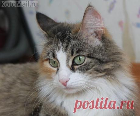 Сказочная красавица