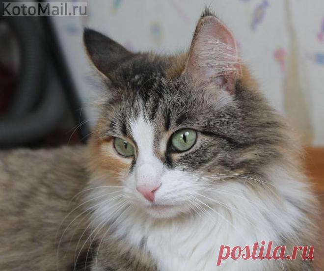 Сказочная красавица