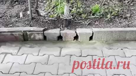Видео когда руки растут из нужного места (480p).mp4 | OK.RU