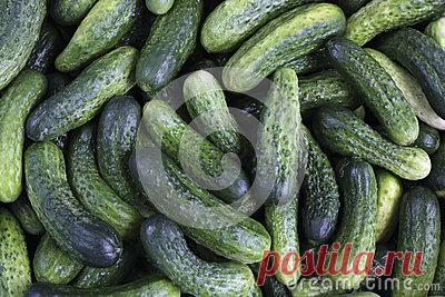Fresh Green Cucumbers Stock Photo - Image: 92650782