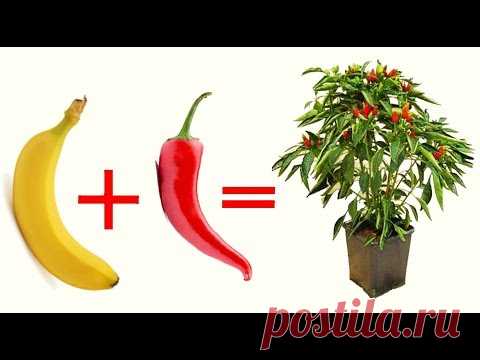 ЗЕМЛЯ + БАНАН + ЧИЛИ объедините их, и результат вас удивит