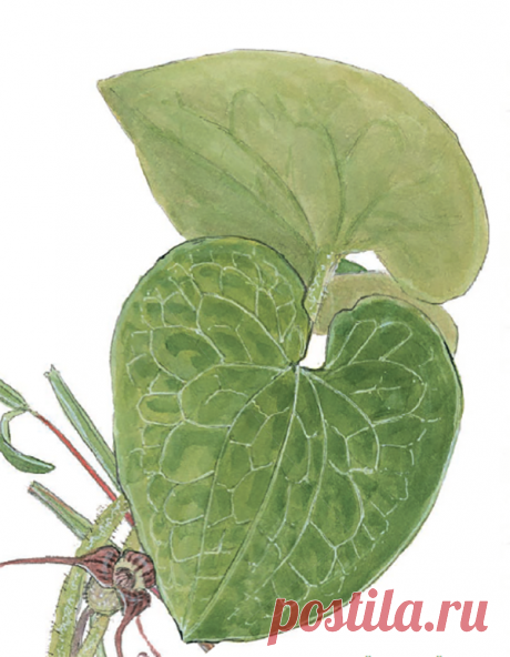 Тонкие светлые линии на темном фоне невозможно воспроизвести акварелью. Вот когда незаменима белая гелевая ручка. Нарисуйте жилки поверх высохшей акварельной заливки. Когда линии высохнут, тонируйте их акварелью.