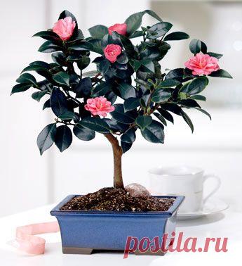 камелии фото: 32 тыс изображений найдено в Яндекс.Картинках