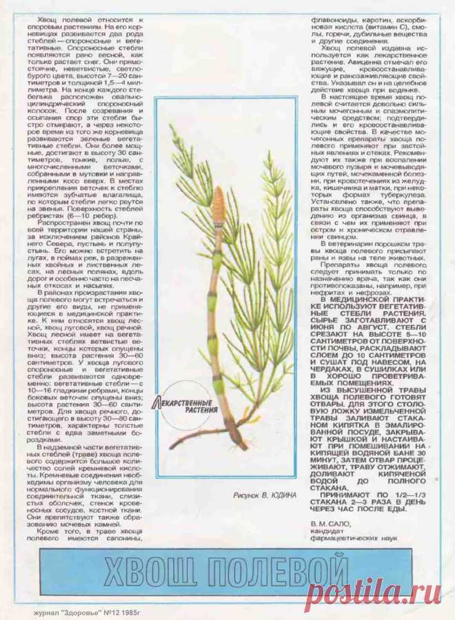 Хвощ полевой