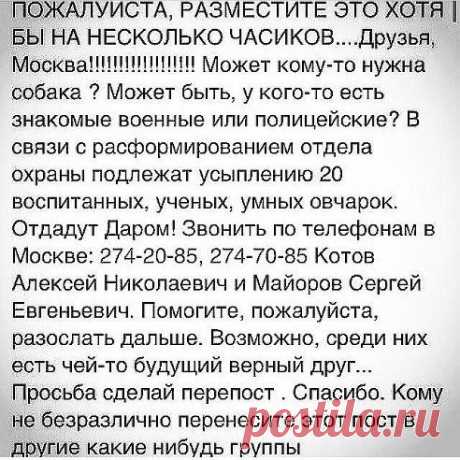 Сергей Хамидулин
Не останьтесь равнодушными, перепостите пожалуйста. Собаки были, есть и будут одними из лучших друзей человека! Live and let live!