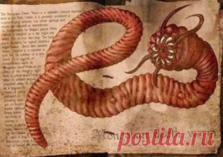 Загадки Азии. Олгой-хорхой – призрак песков - Общество - Каталог статей - Russia-Asia-Siberia