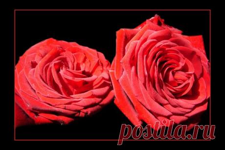 Музыка вечера ❤ #Ялюблюцветы #Розы