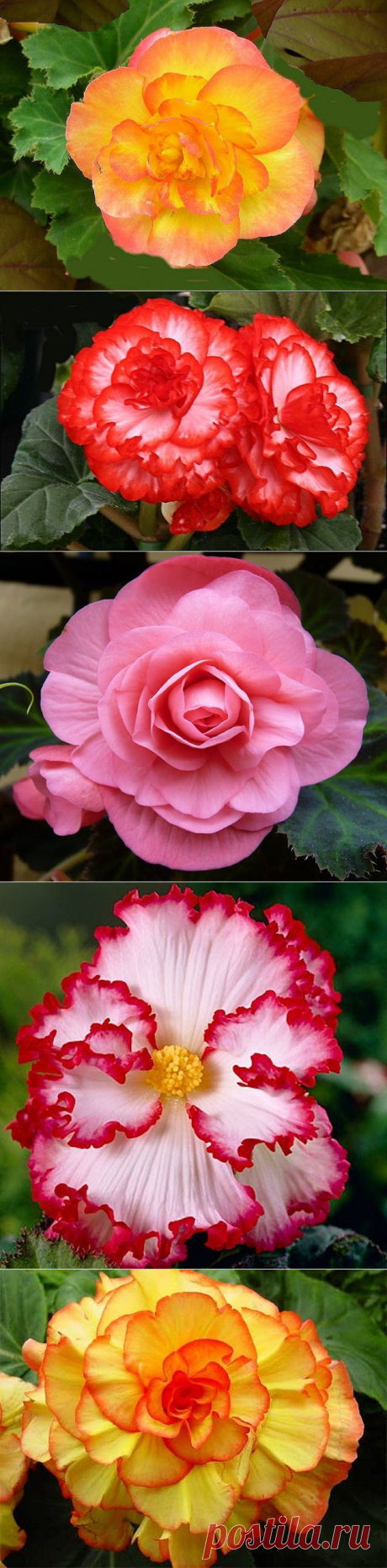 My Virtual Garden: February 2013
