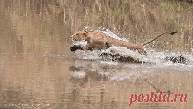 Lion - A Race with the Water Dedicated to all my friends at the Flickr group BORN to be WILD  A brilliant group with superb photographers and admins.  Next Africa Tour - February 2018 - Join me!