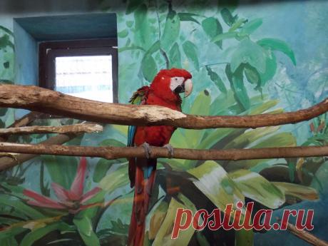 Попугай.