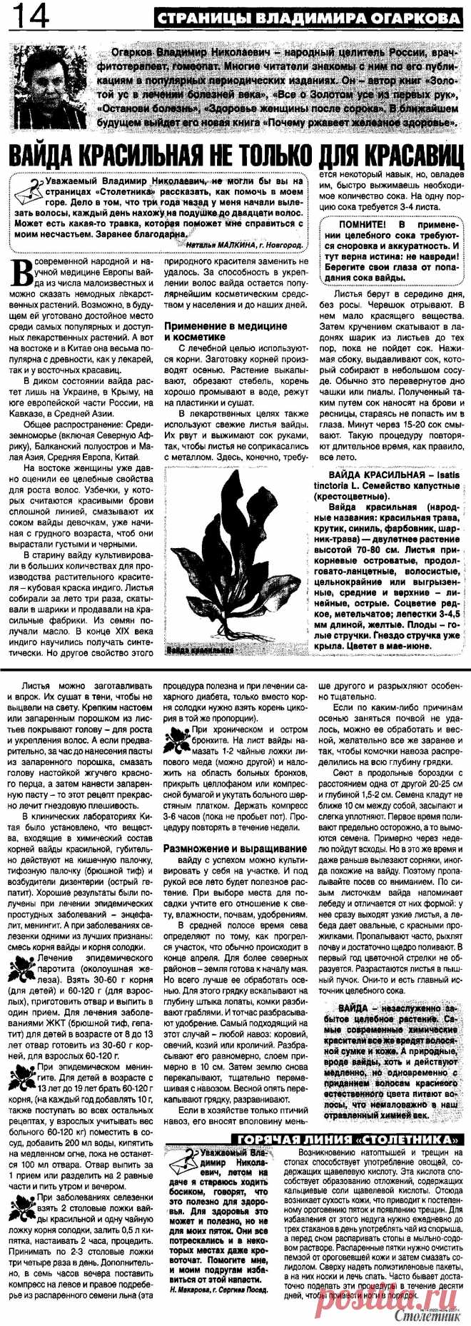 Вайда красильная