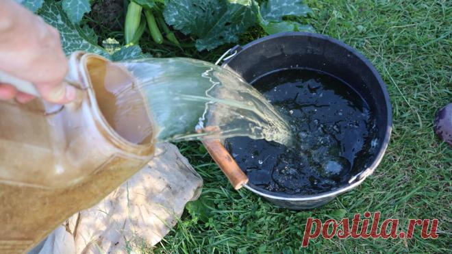 Морковь будет толстенькая длинная и аккуратная, если полить её этим в качестве первой подкормки в июне. | Сад огород лайф. (Статьи) | Дзен