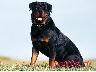 Ротвейлер (Rottweiler) - описание породы собаки, дрессировка и обучение, щенки и питомники, болезни и их лечение | Animal.ru