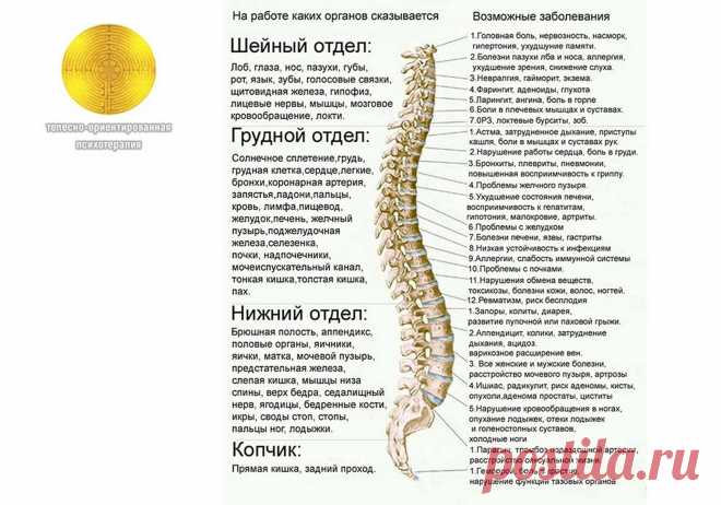 ПОЗВОНОЧНИК