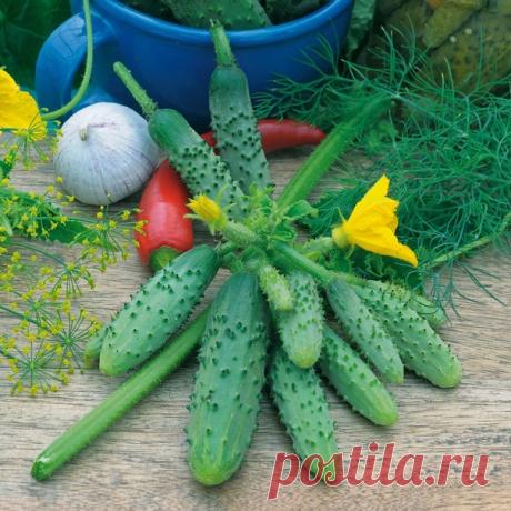 Мой любимый пучковой сорт огурца, который приносит мне по 7-8 кг с куста. Хотите такой же урожай? 
===================================================================
Сохраните, чтобы не потерять... Пригодится! 

Я занимаюсь выращиванием огурцов уже довольно длительное время. Раньше использовала только опыляемые сорта. Но изменение климата и уменьшение количества пчелок-тружениц сказалось на урожайности, которая с каждым годом только ухудшалась.

Пришлось перейти на гибрид...