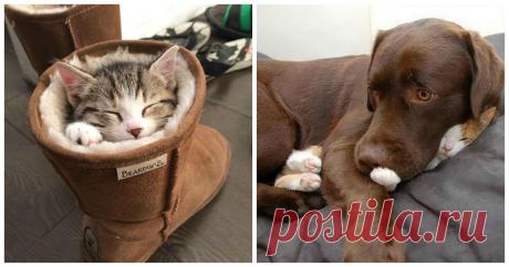 Котейки, которым ну очень удобно » Юмор ФМ - Главный по юмору