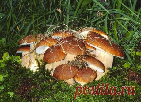 Галина Ралова (Белогай)
55 лет, Украина, Никополь