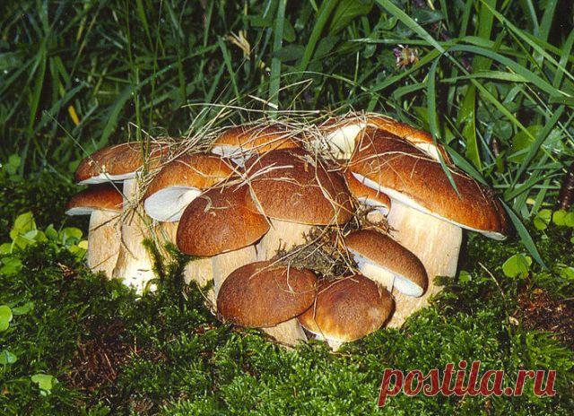 Галина Ралова (Белогай)
55 лет, Украина, Никополь