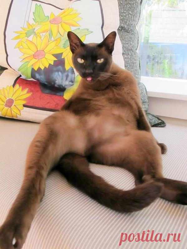 Усатые обольстители: 15 самых смешных фото с котами-соблазнителями - Летидор